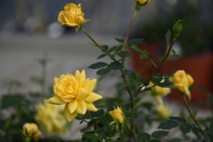 YELLOW DOLL (miniature)